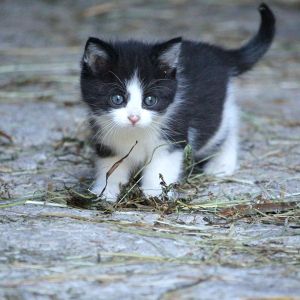 Tiere am Bauernhof