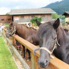 Pferde am Bauernhof