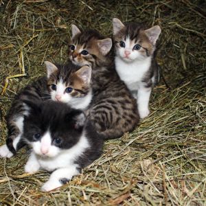 katzenbabys-brandstaetthof-urlaub.jpg